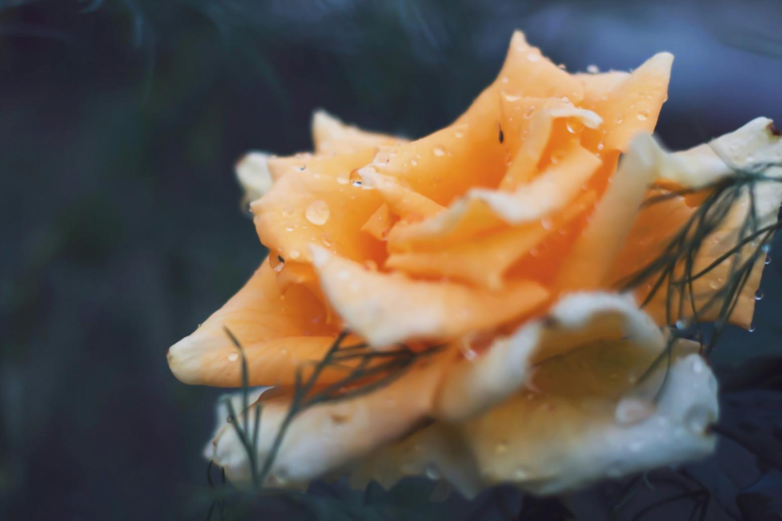 Professional dried flower arrangement demonstrating advanced preservation techniques and artistic composition