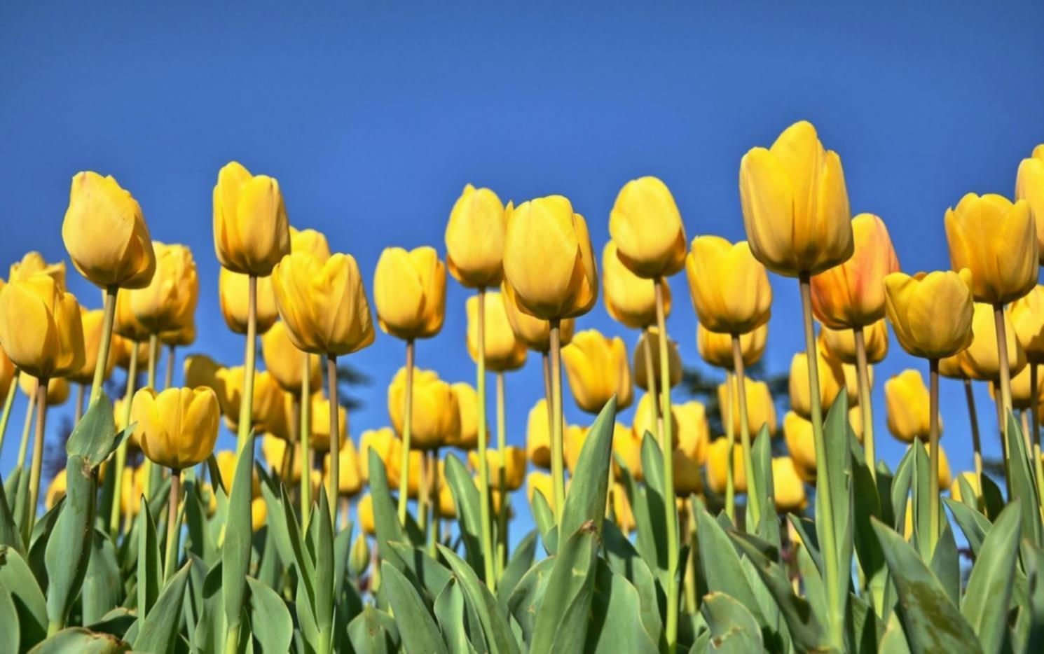 Additional floral arrangement showcase